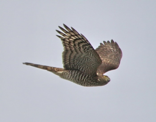 ������������